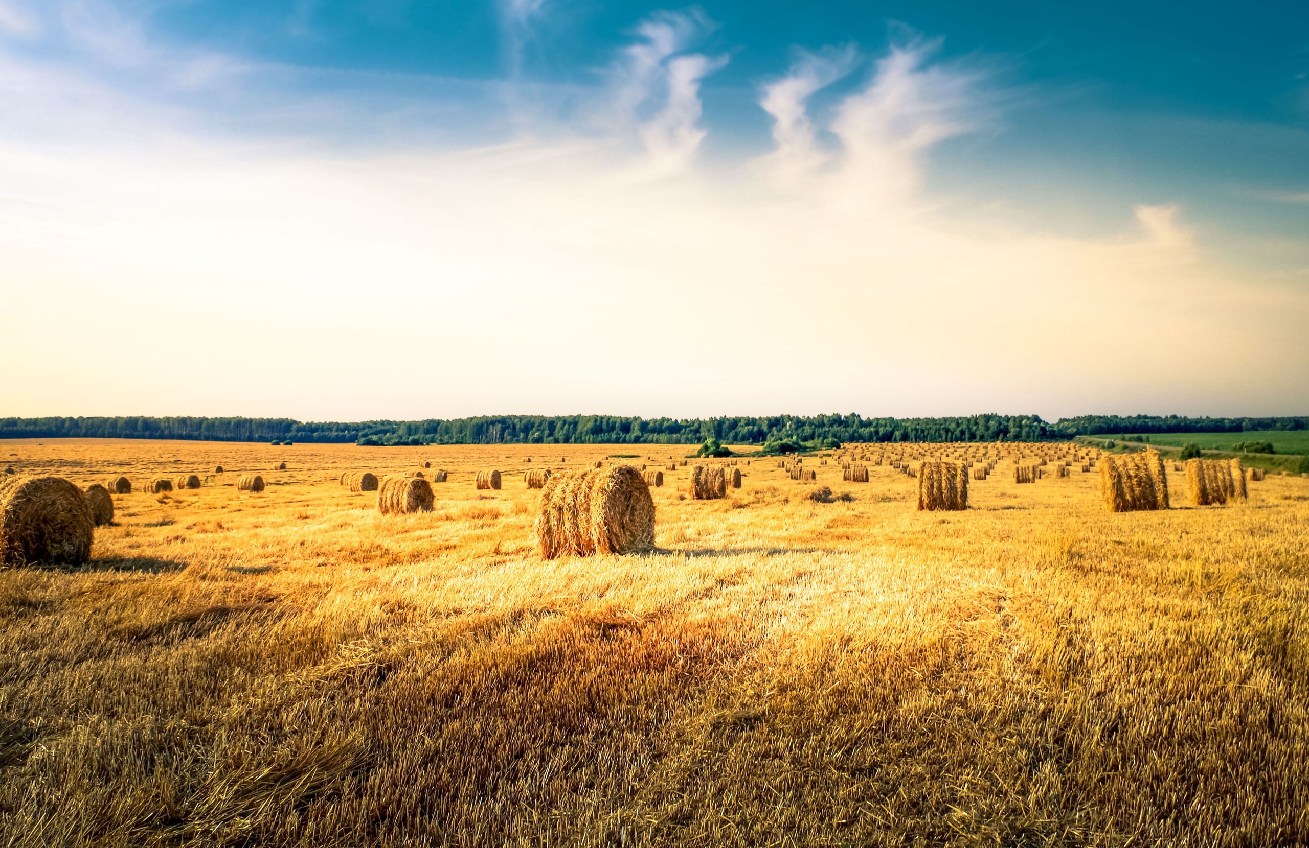 Поля пшеницы в Ленинградской области